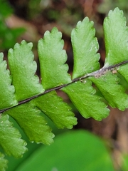 Asplenium normale normale