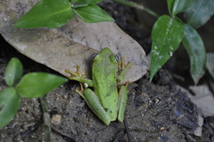Boana albomarginata