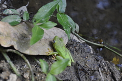 Boana albomarginata