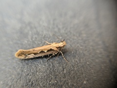 Ornativalva erubescens