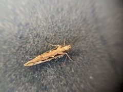 Ornativalva erubescens
