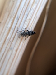 Desmometopa varipalpis