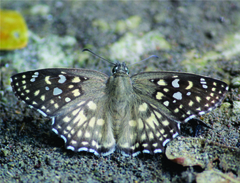 Caprona agama