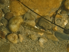 Macrhybopsis etnieri