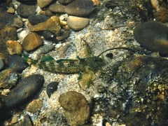 Etheostoma rupestre