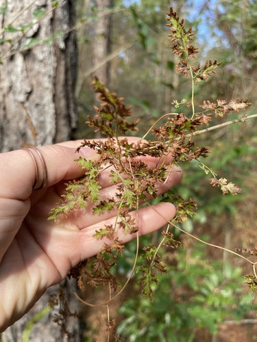 Lygodium japonicum image