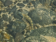 Etheostoma stigmaeum