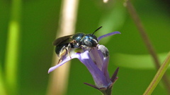 Ceratina floridana