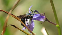 Ceratina floridana