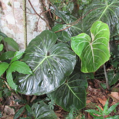 Philodendron gloriosum