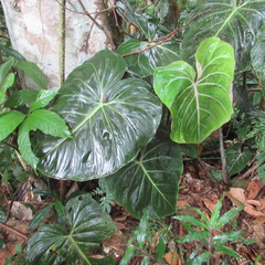 Philodendron gloriosum