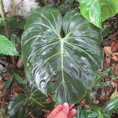 Philodendron gloriosum