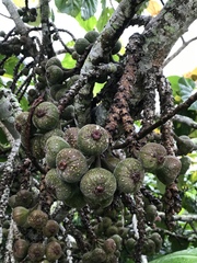 Ficus auriculata