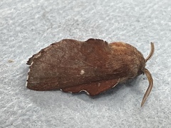 Phyllodesma occidentis