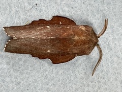 Phyllodesma occidentis