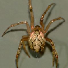 Cryptachaea veruculata