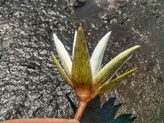 Nymphaea pulchella