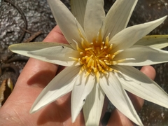 Nymphaea pulchella
