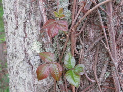 Toxicodendron radicans