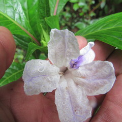 Ruellia tubiflora
