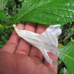Ruellia tubiflora