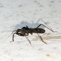 Vescia