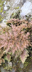 Selaginella moellendorffii