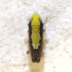 Scaphytopius sulphureus