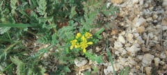 Lepidium flavum felipense