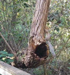 Sciurus carolinensis