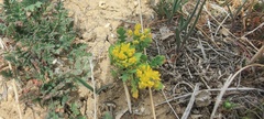 Lepidium flavum felipense
