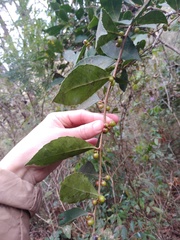 Xylosma horrida