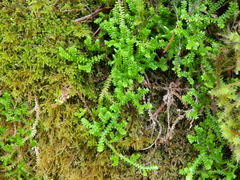 Selaginella douglasii