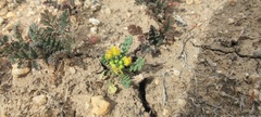 Lepidium flavum felipense