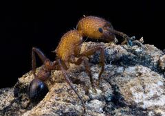 Pogonomyrmex naegelii