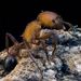 Pogonomyrmex naegelii - Photo (c) jbio, some rights reserved (CC BY-NC), uploaded by jbio