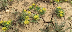 Lepidium flavum felipense