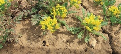Lepidium flavum felipense