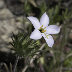 Leptosiphon androsaceus