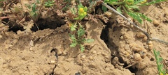 Lepidium flavum felipense