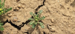 Lepidium flavum felipense