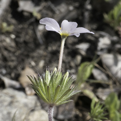Leptosiphon androsaceus