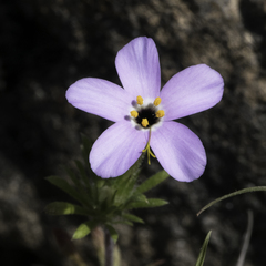 Leptosiphon androsaceus