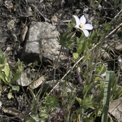 Leptosiphon androsaceus
