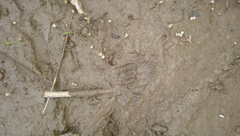 Didelphis virginiana