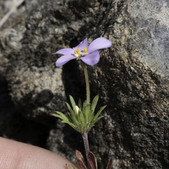 Leptosiphon androsaceus