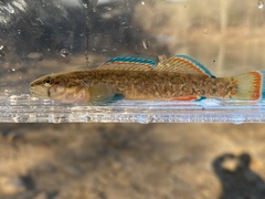 Etheostoma whipplei