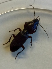 Stenomorphus