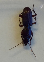 Stenomorphus