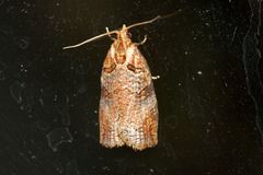 Cryptoptila immersana